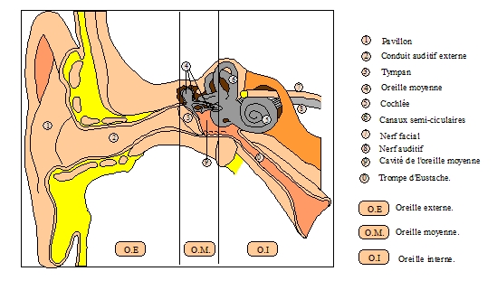 Modèle D'oreille Anatomique Et Dispositif Médical Utilisé Pour Vérifier L' otoscope Des Oreilles Concept De Prévention Et De Santé Des Organes  Auditifs
