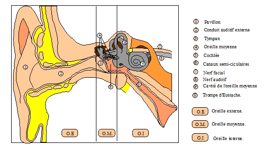 Anatomie de l'oreille